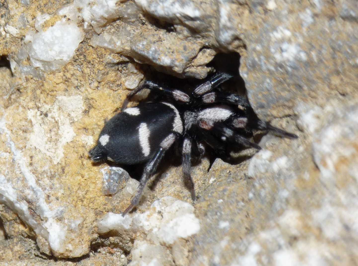 Poecilochroa sp.(?) (Gnaphosidae) con preda - Tolfa (RM)